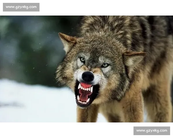 荒原夜战熊王独斗狼群生死对决的自然生存史诗真实记录瞬间